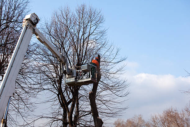 How Our Tree Care Process Works  in  North Brooksville, FL