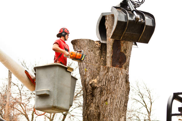 North Brooksville, FL Tree Services Company